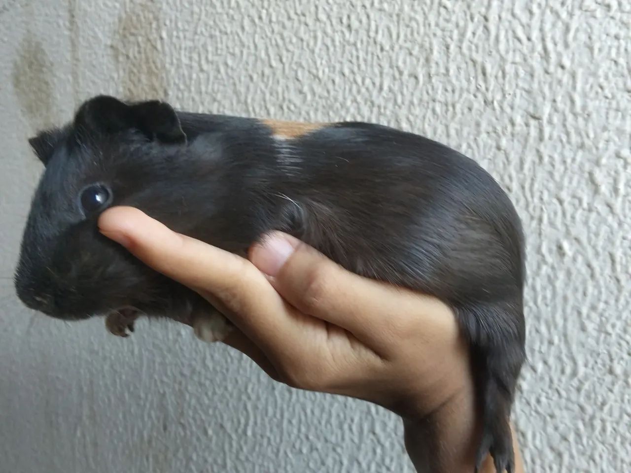 Porquinho da índia  - Foto 2