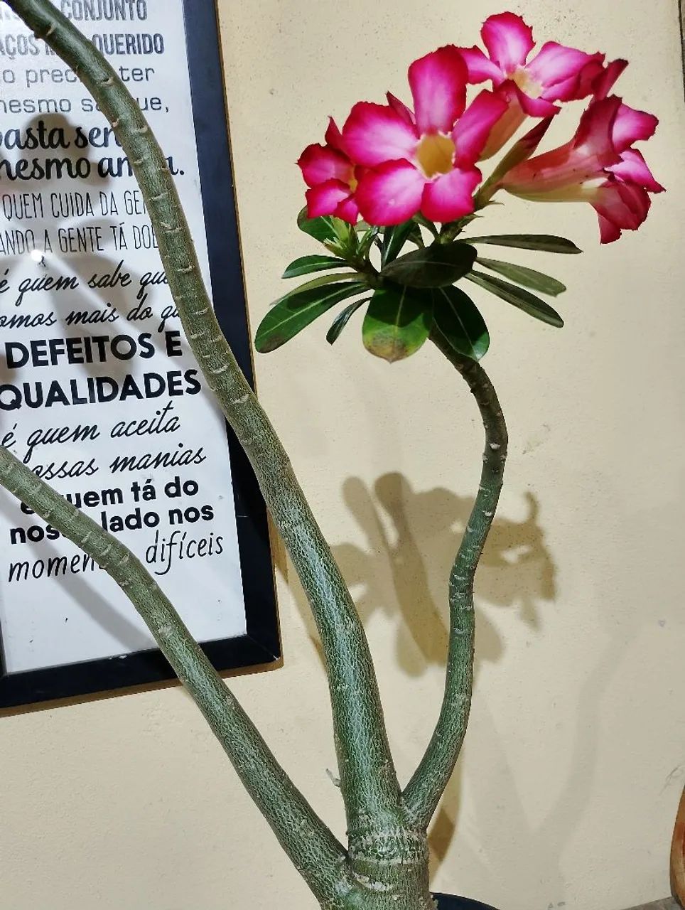 Rosa deserto - Foto 2