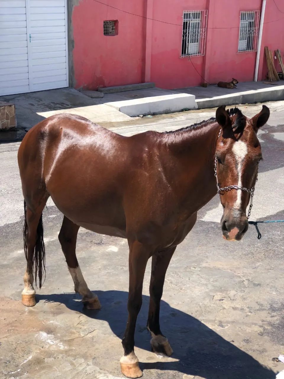 Cavalo bom de tudo  - Foto 4