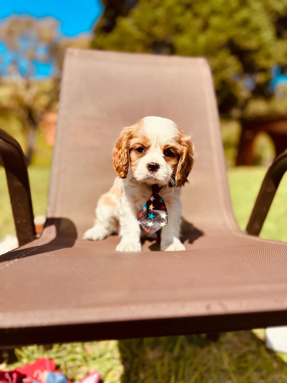 CAVALIER KING CHARLES SPANIEL!!! - Foto 2