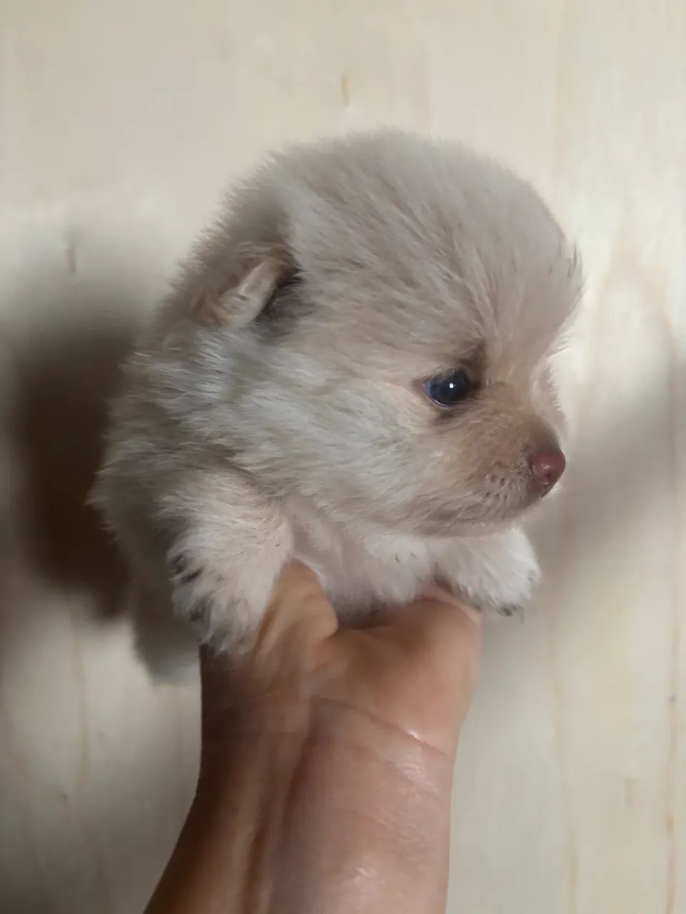 Filhote de Spitz macho - Foto 2