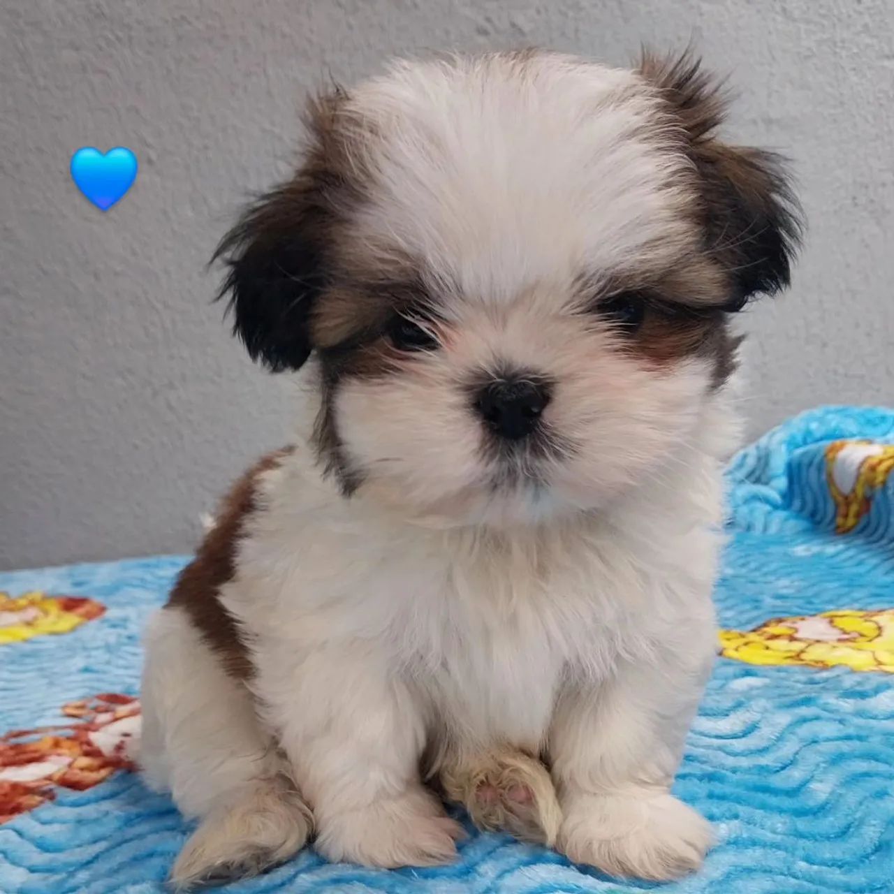 Shih-tzu Macho 