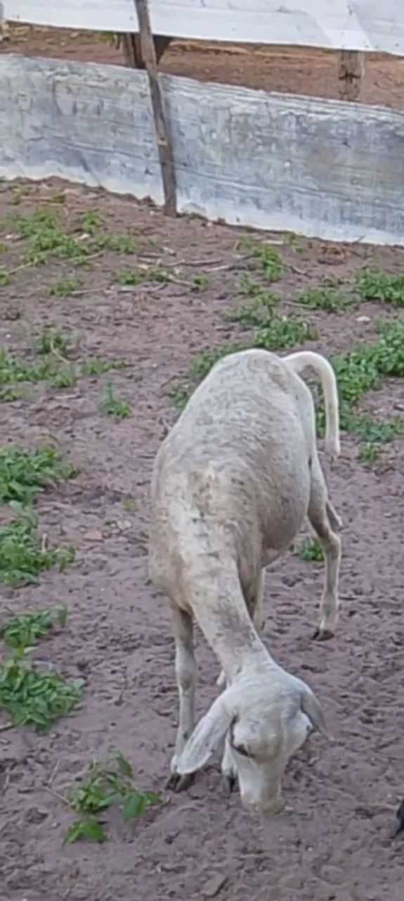 Marrans de ovelhas  - Foto 4