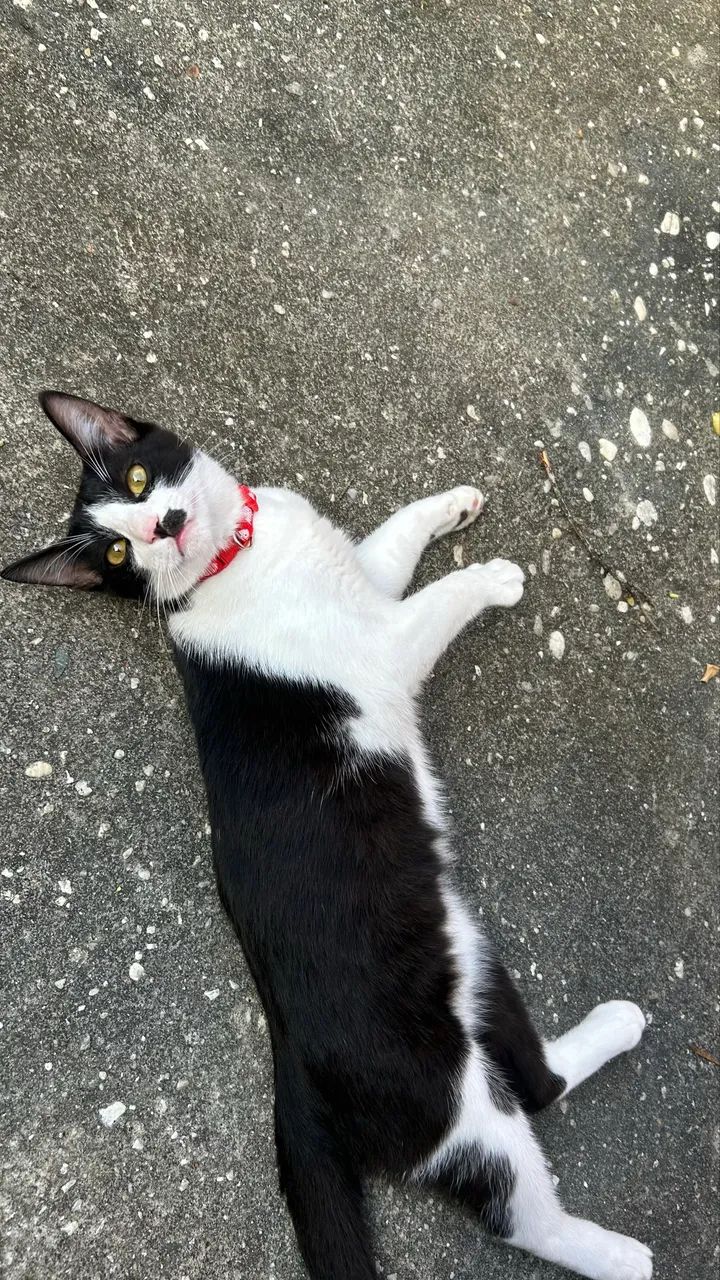 Gato MACHO frajolinha 