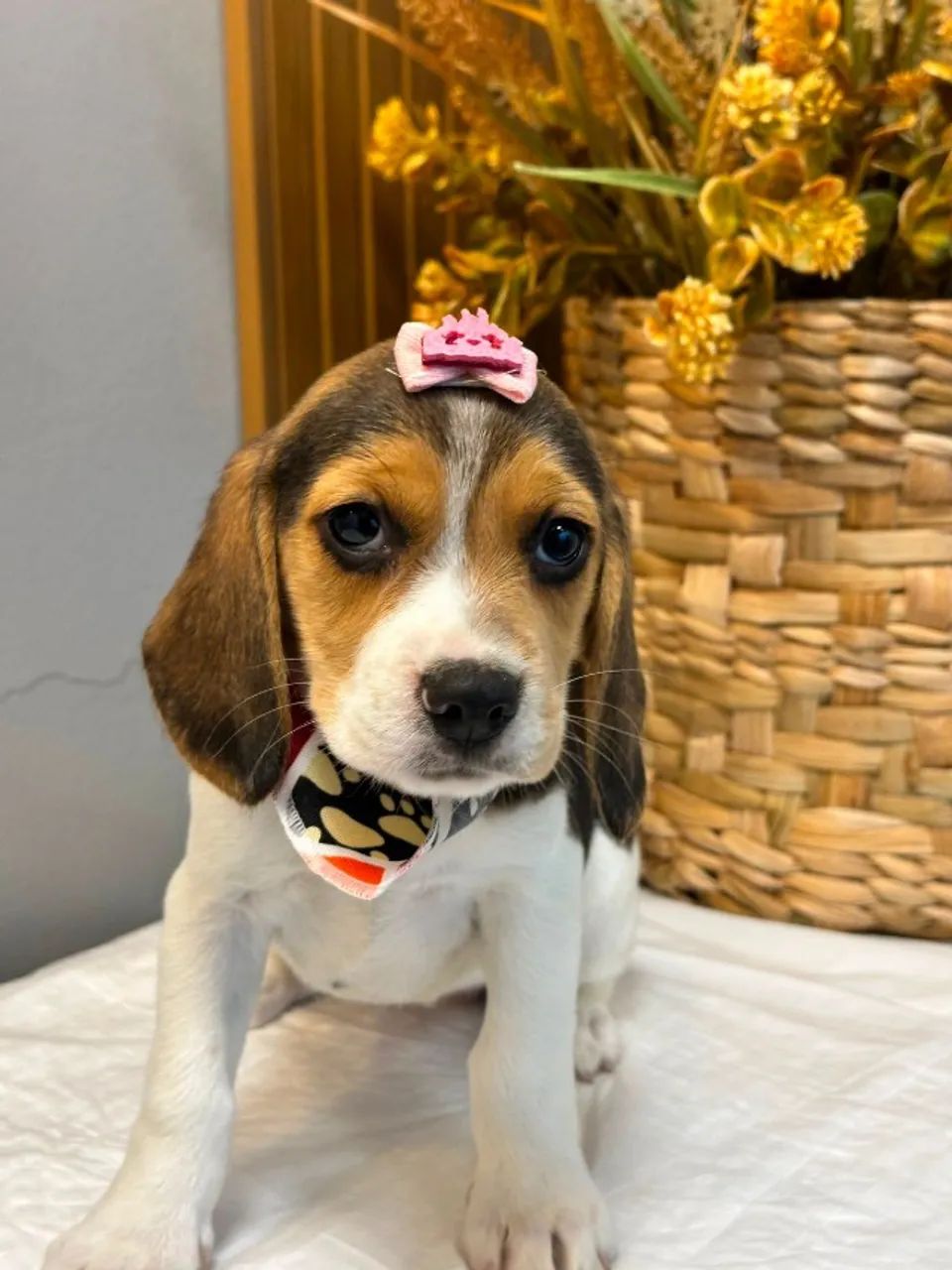 Beagle