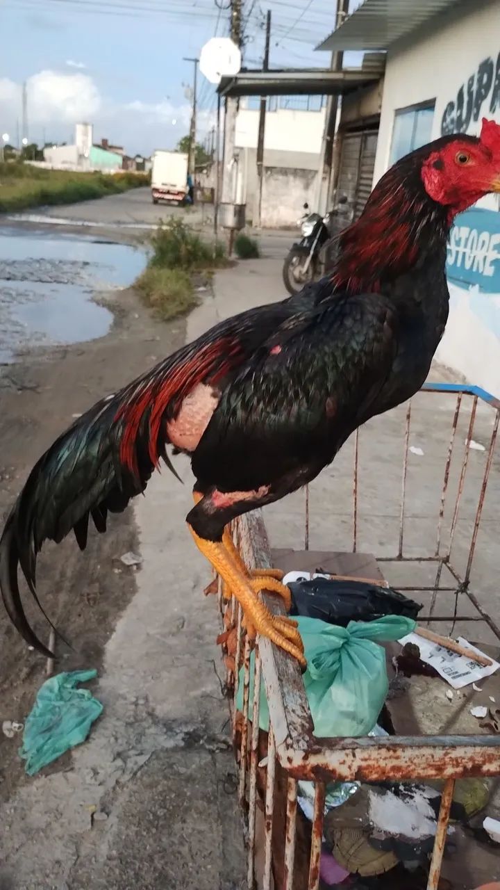 Frango moura - Foto 2
