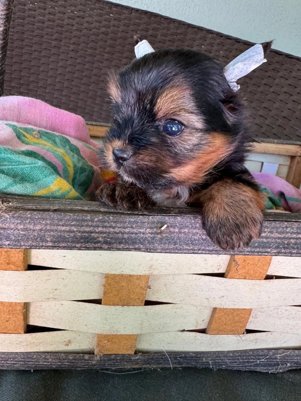 Yorkshire mini