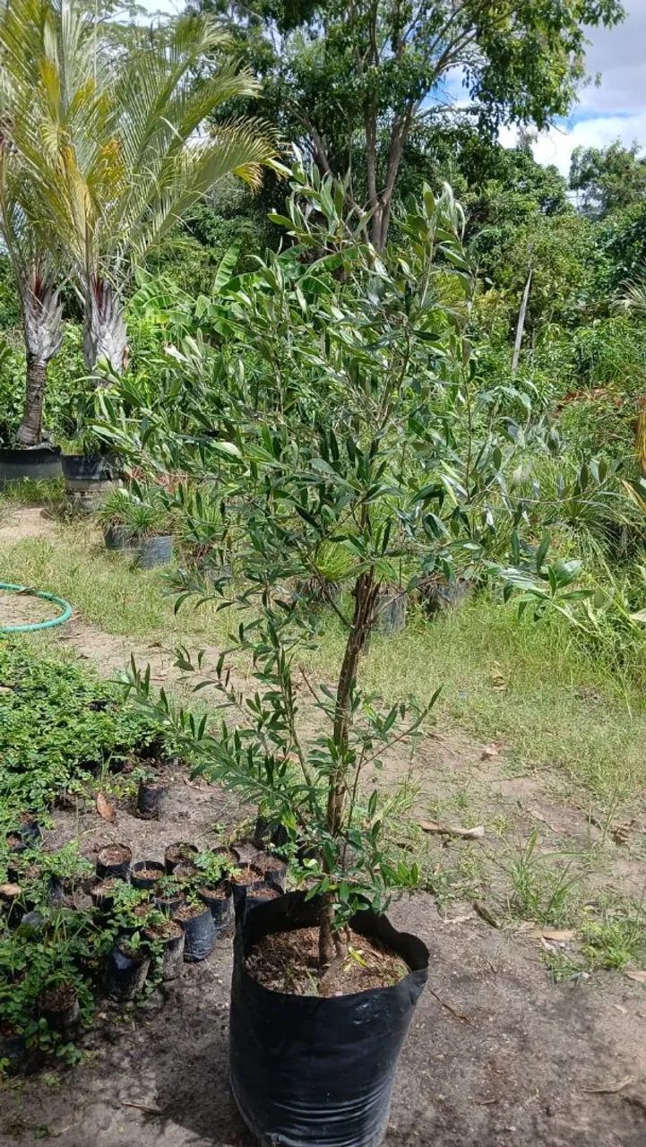 Oliveiras  - Foto 2