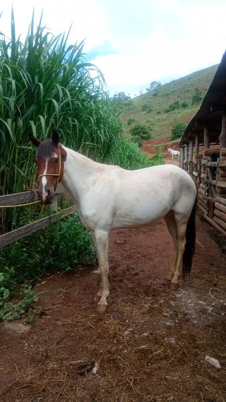 Cavalo pampa  - Foto 3