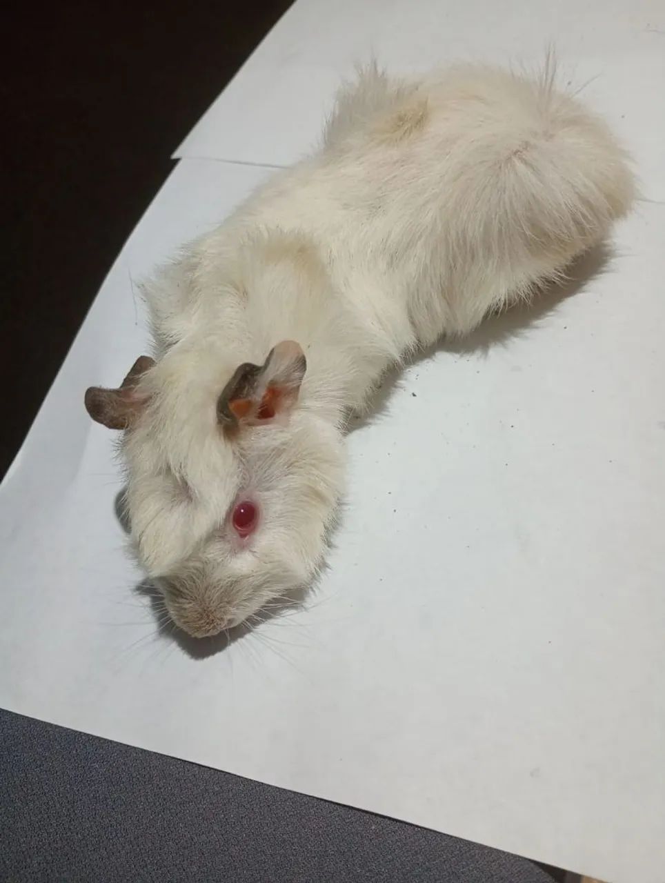 Vendo porquinho 65581384803201121