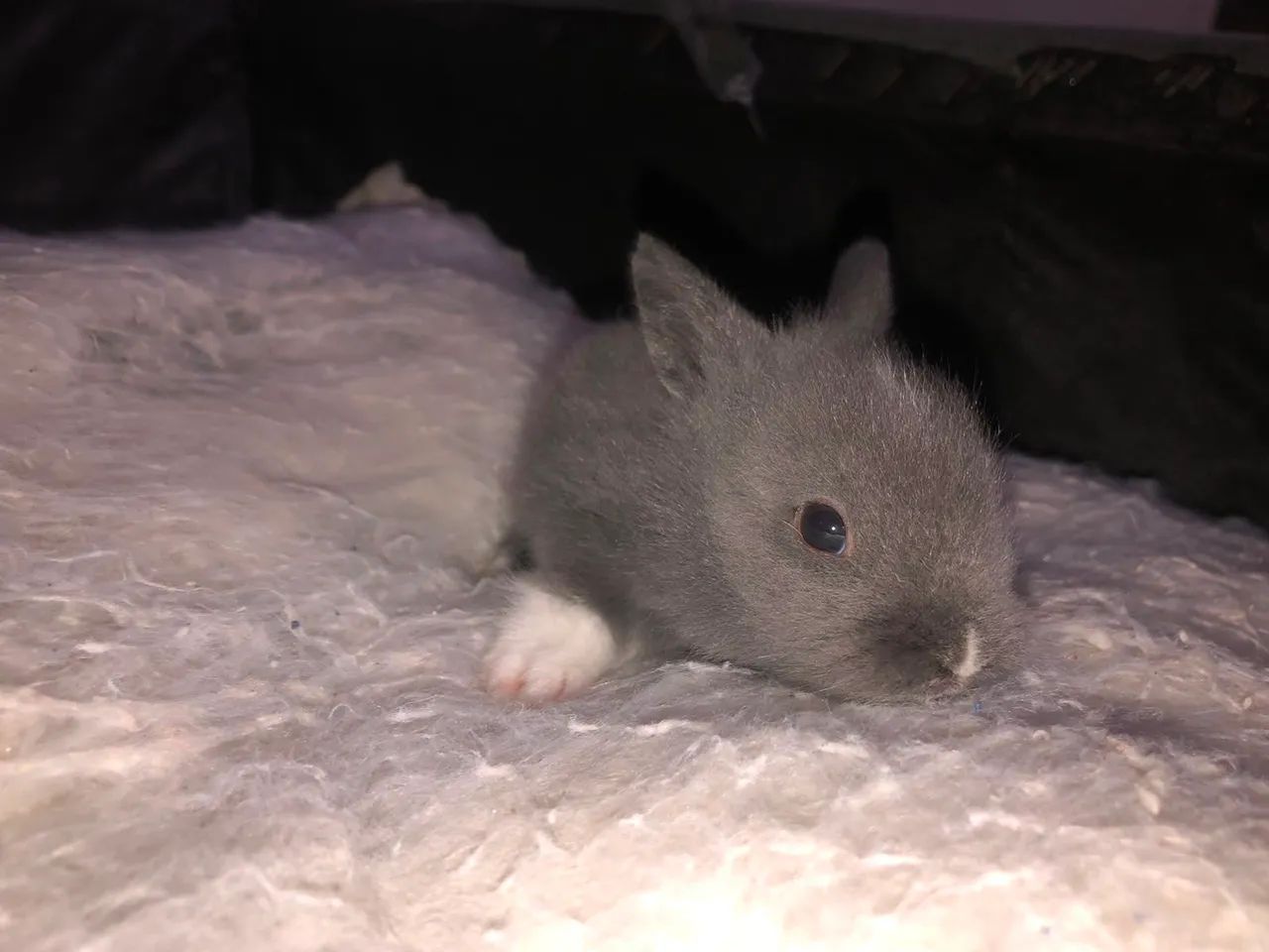 Coelho  - Foto 3