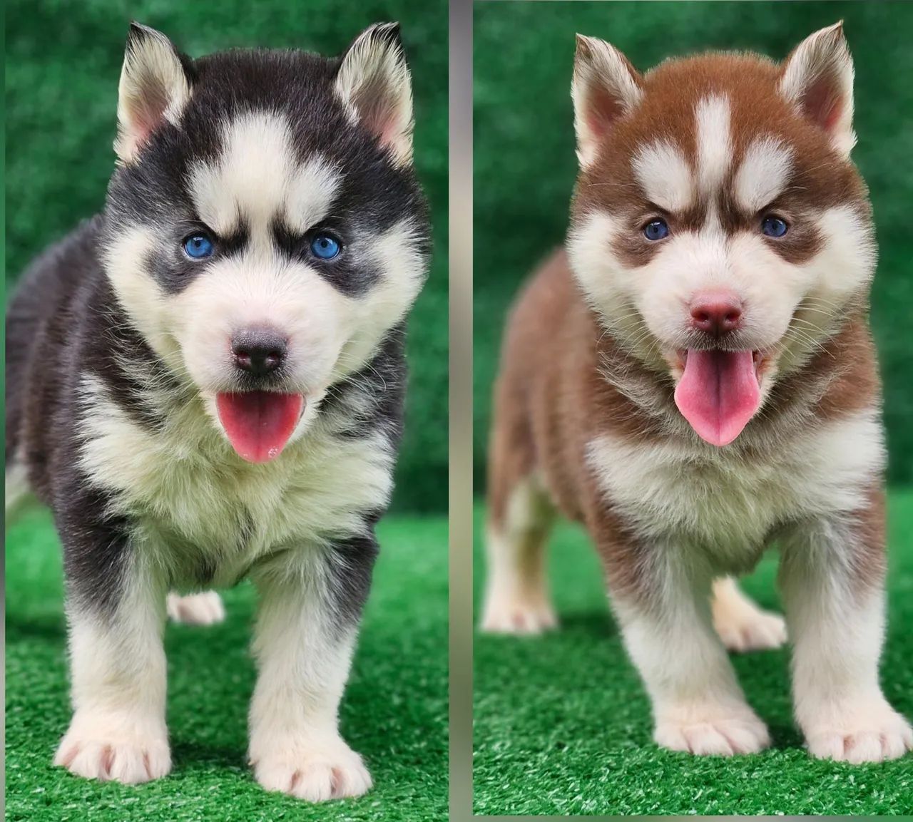 Husky siberiano com PEDIGREE registrado vacinados e vermífugados 3vezes 
