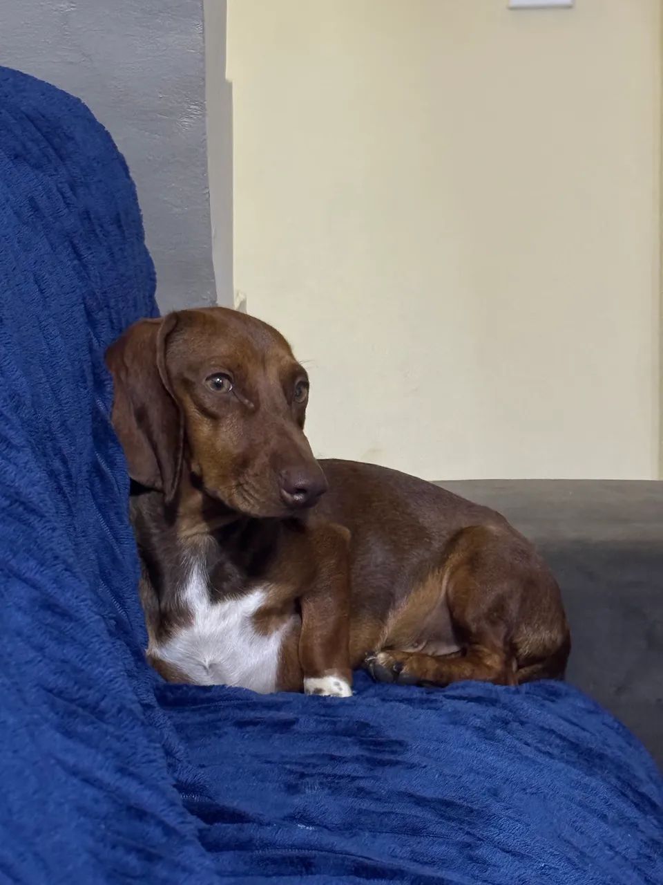 Cachorro salsicha macho 
