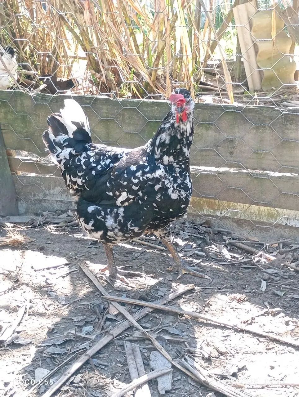 Galinha GSB SERTANEJO BALÃO pura pintada de topete  - Foto 2
