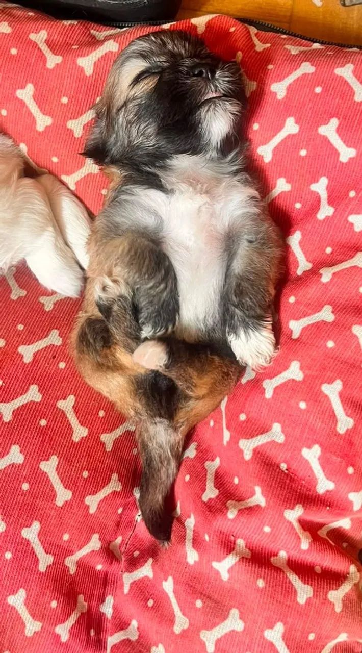 Shitzu - Foto 3