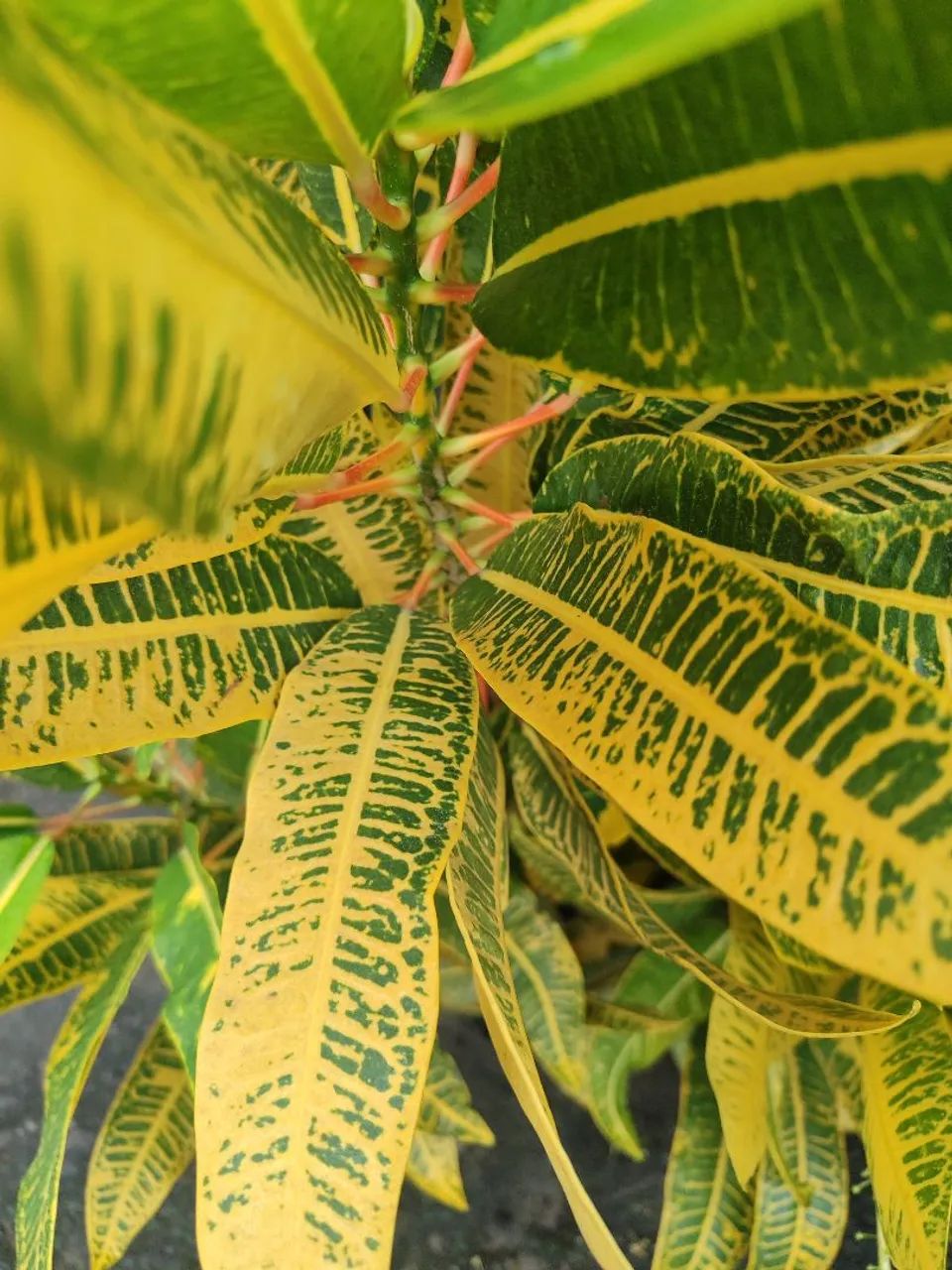 Plantas de sol - Foto 4