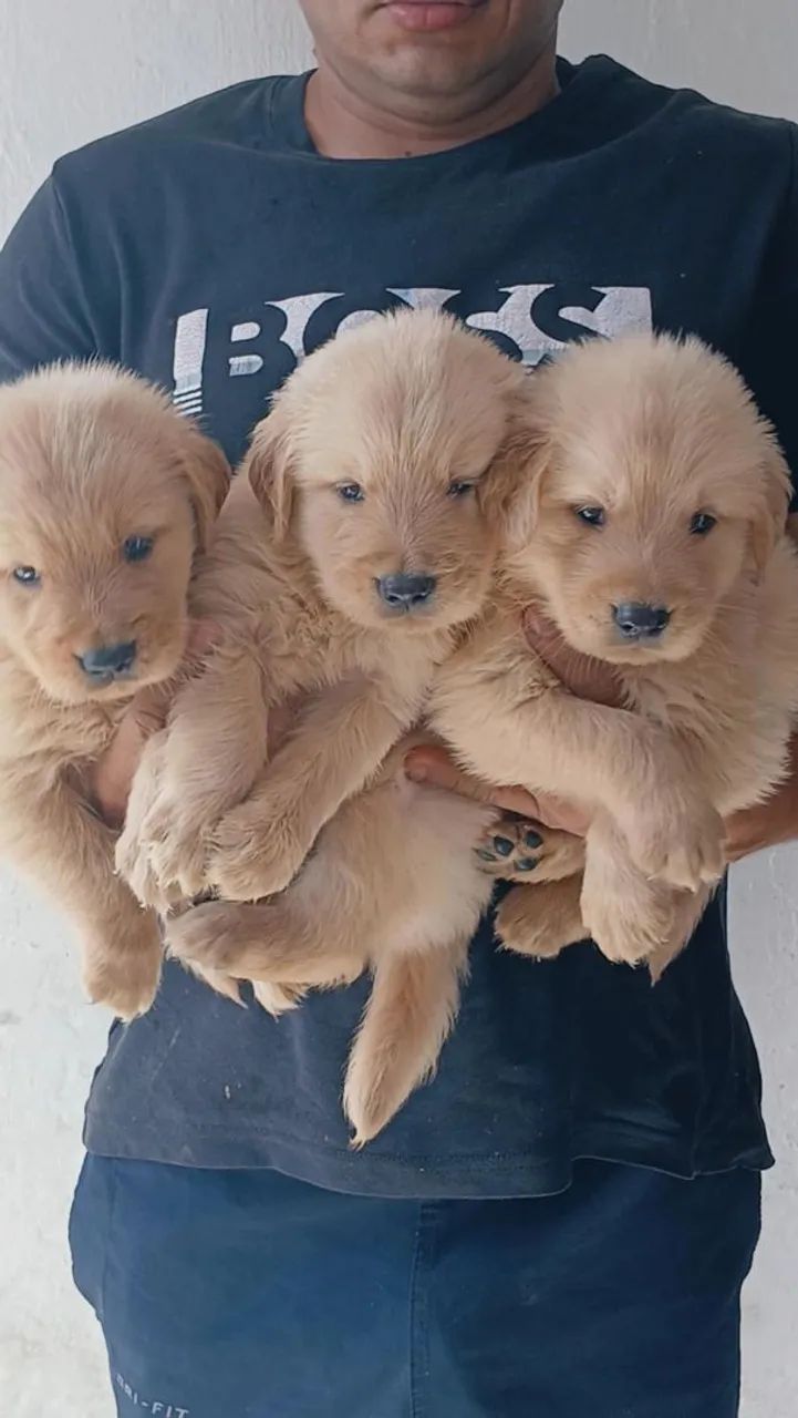 Cachorro 