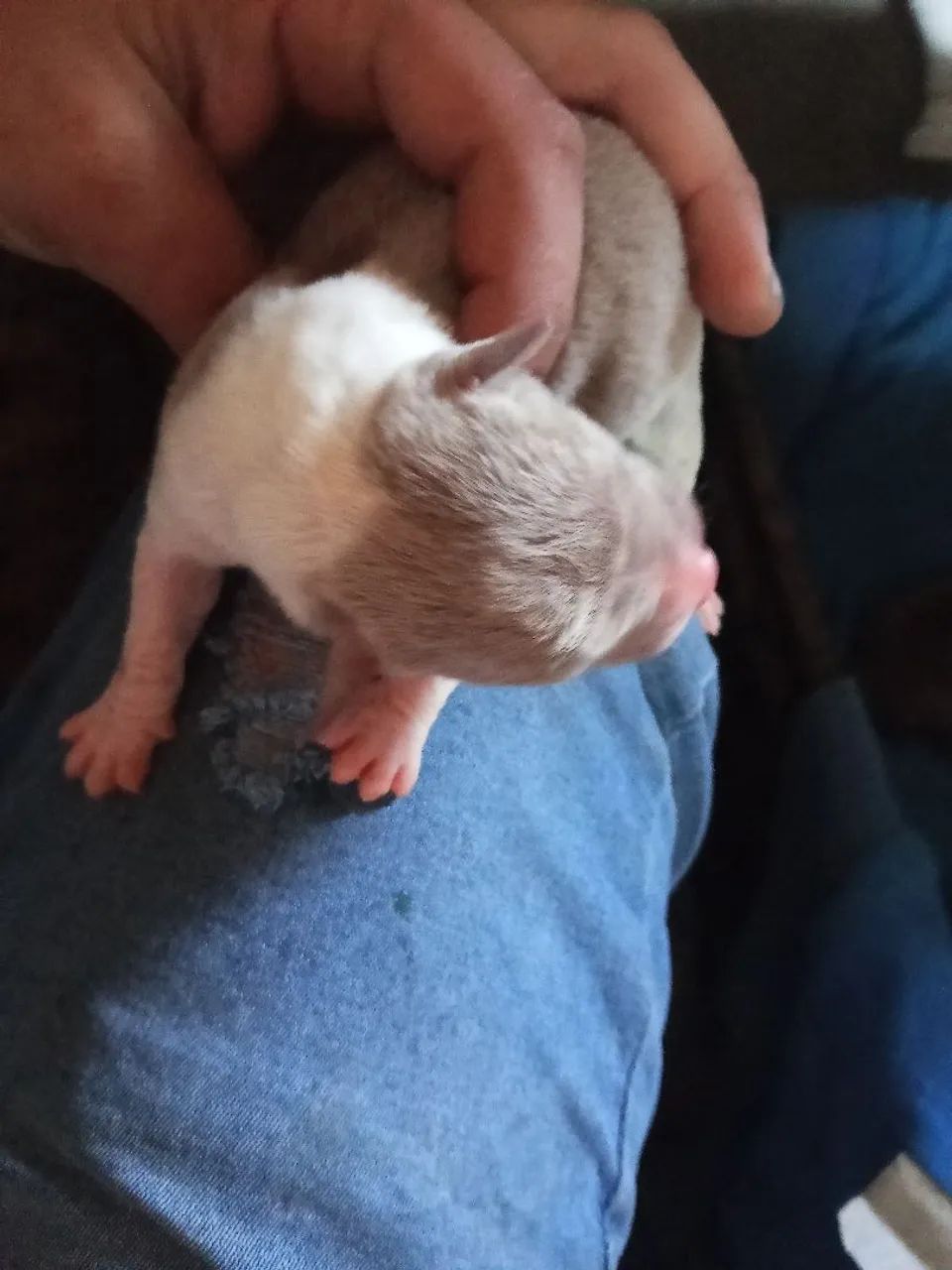 Pitbull - Foto 4