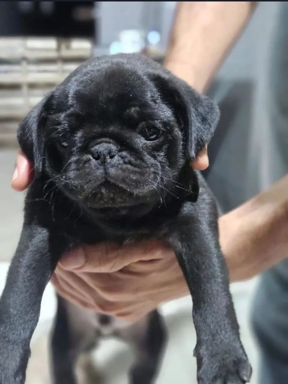 Filhotes de pug