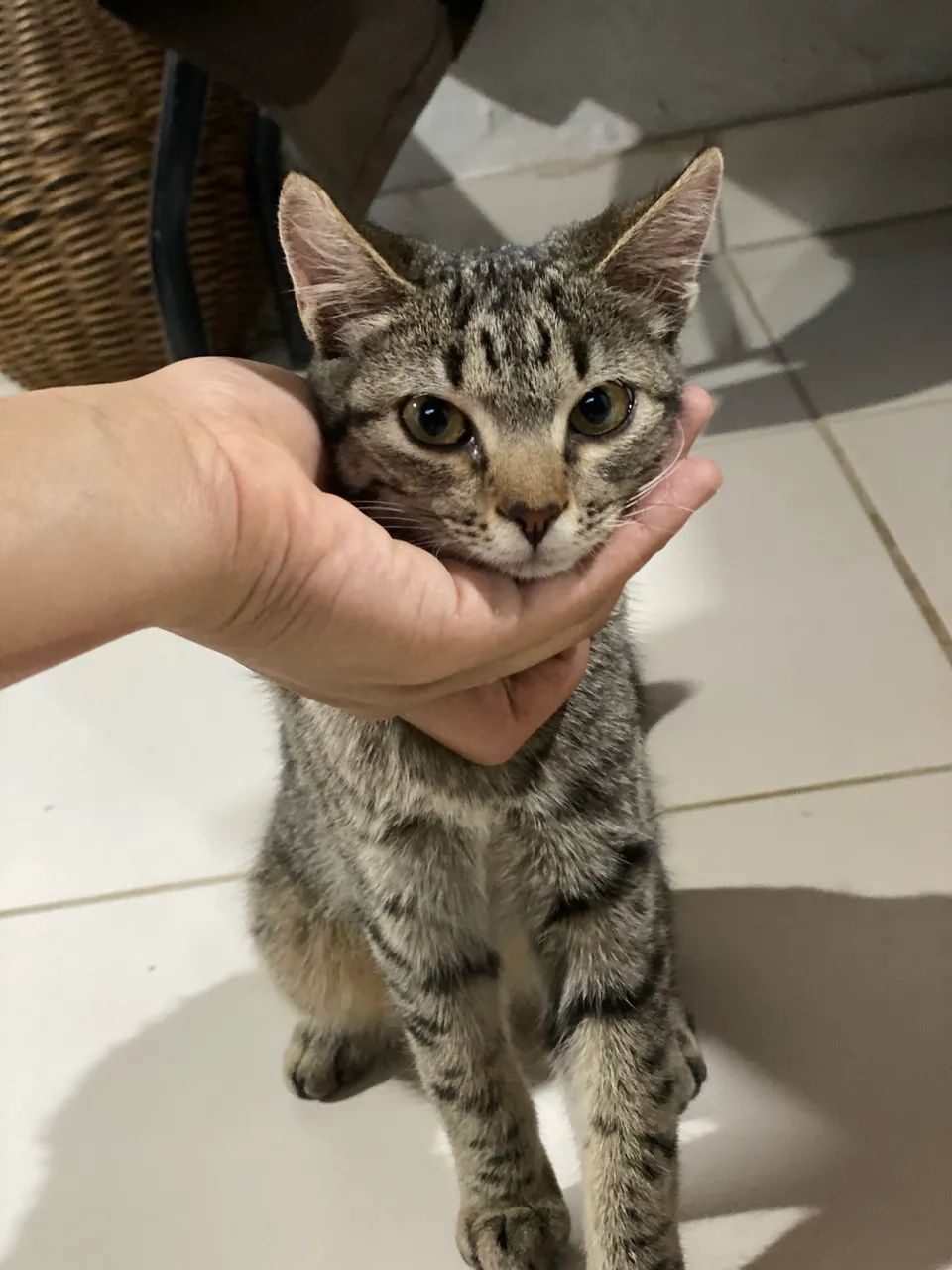 Gatinha pra adoção responsável  - Foto 3