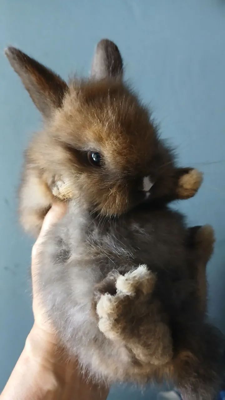 Vendo filhotes de coelho com um mês 