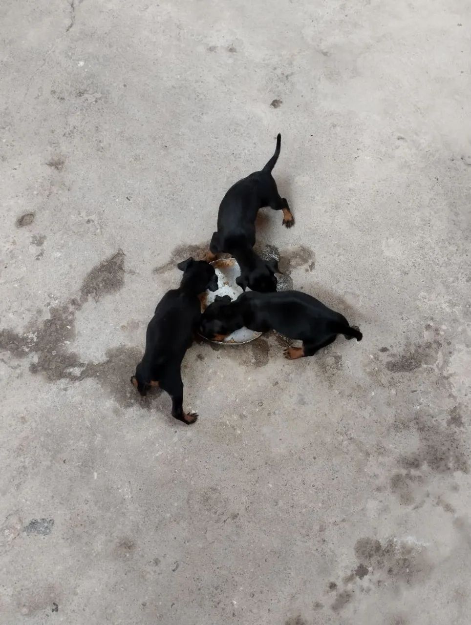 Vendo Cachorro macho da raça Pincher  - Foto 2
