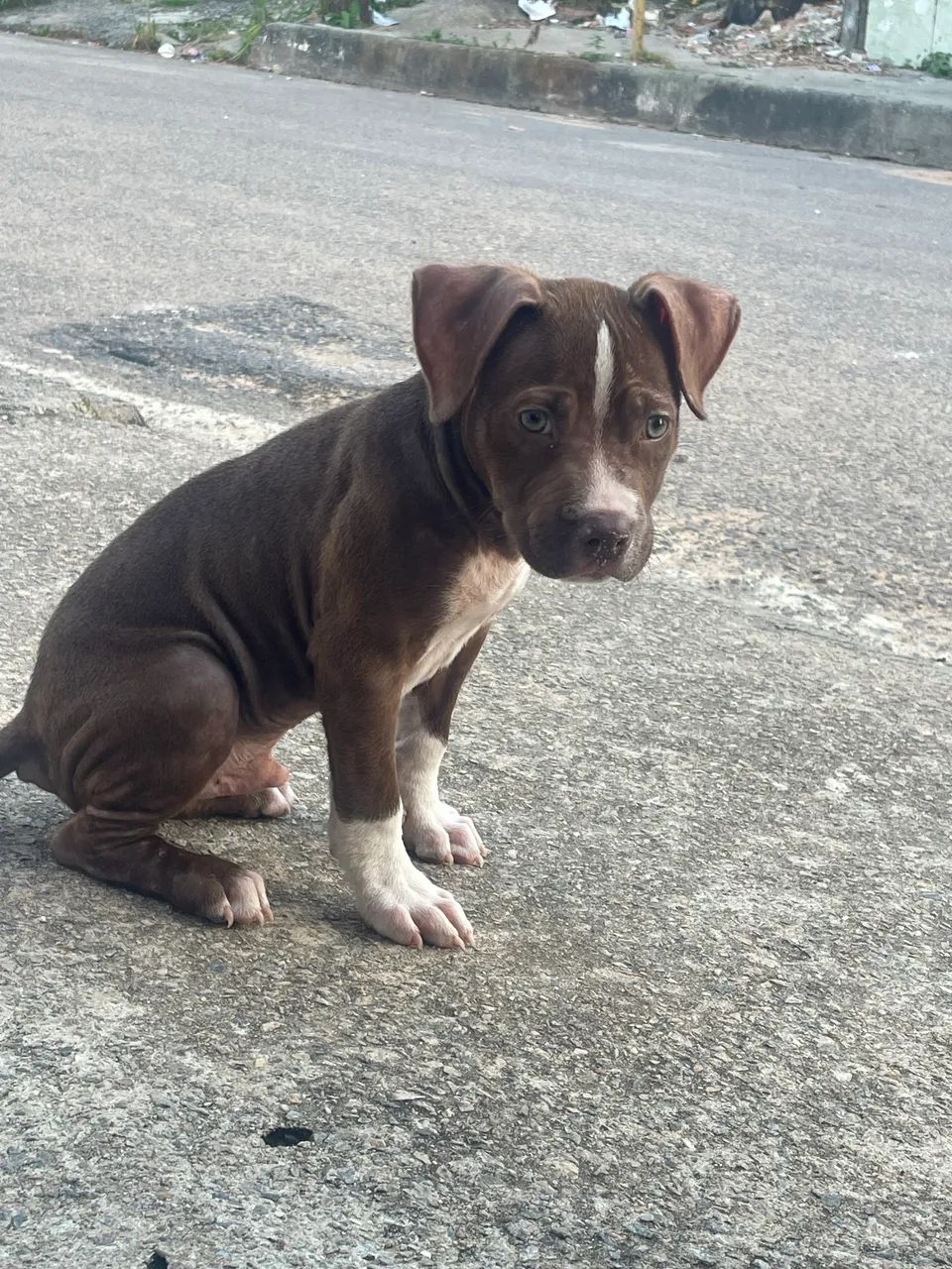 Filhote de Pitbull com 2 meses  - Foto 2