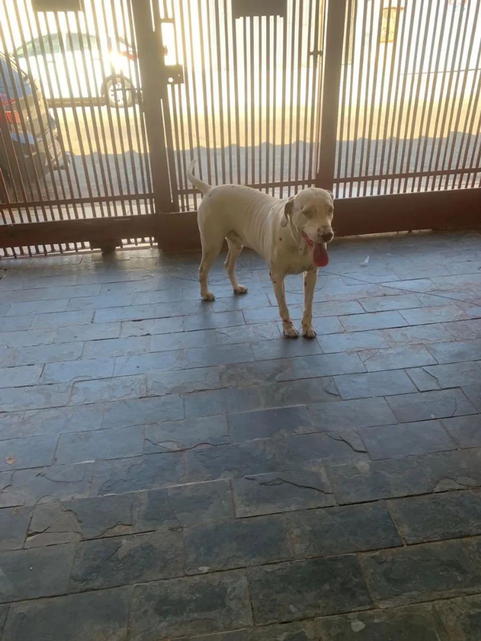 Doaç ão responsável dalmata - Foto 2