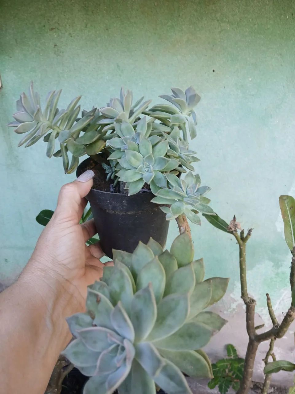 Plantas e folhagens  - Foto 5