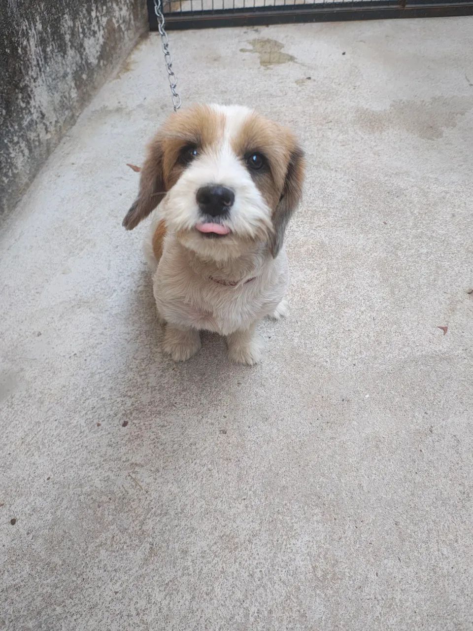 Doação cachorro 