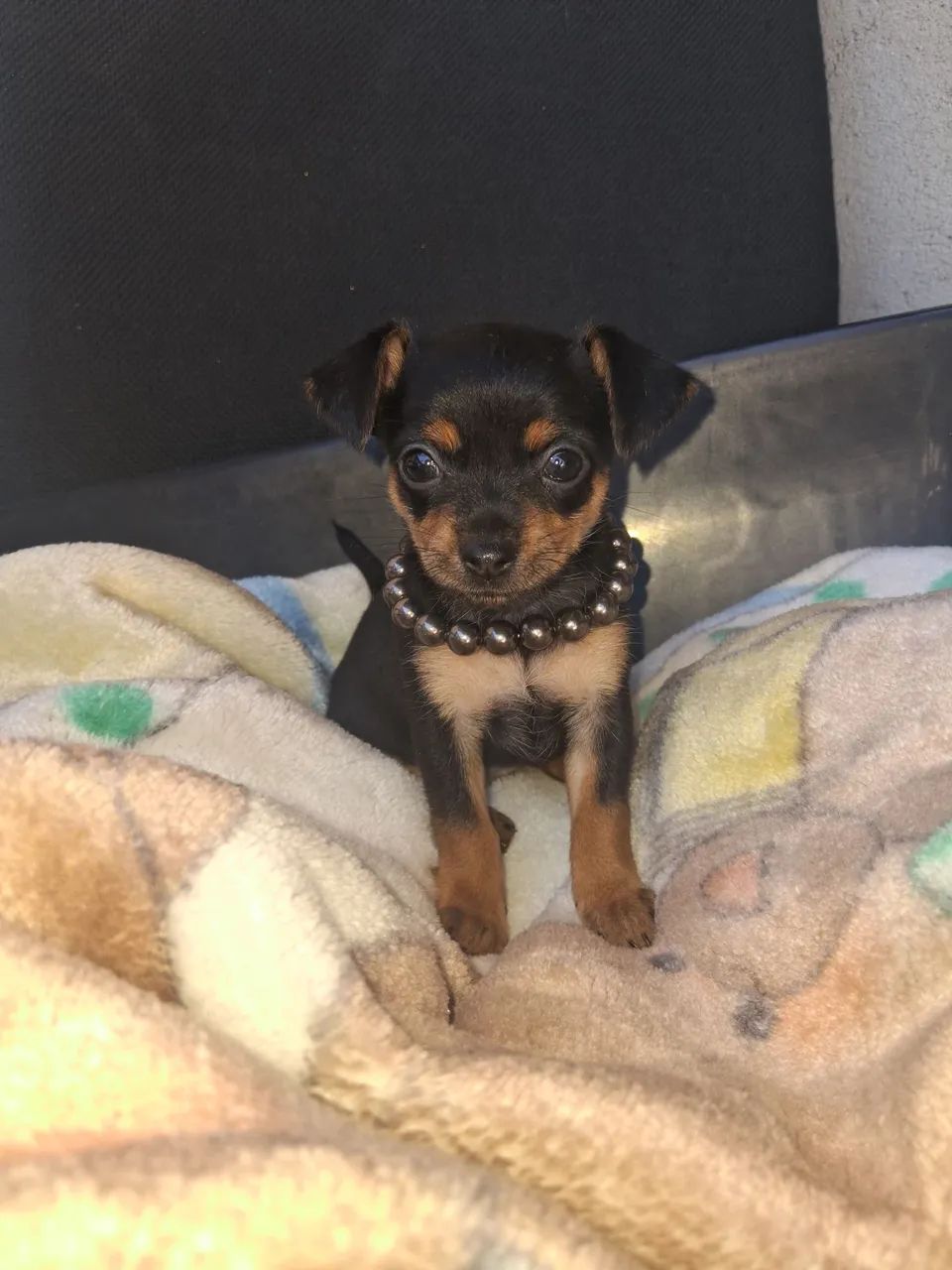 Fêmea de Pinscher N1 - Foto 2