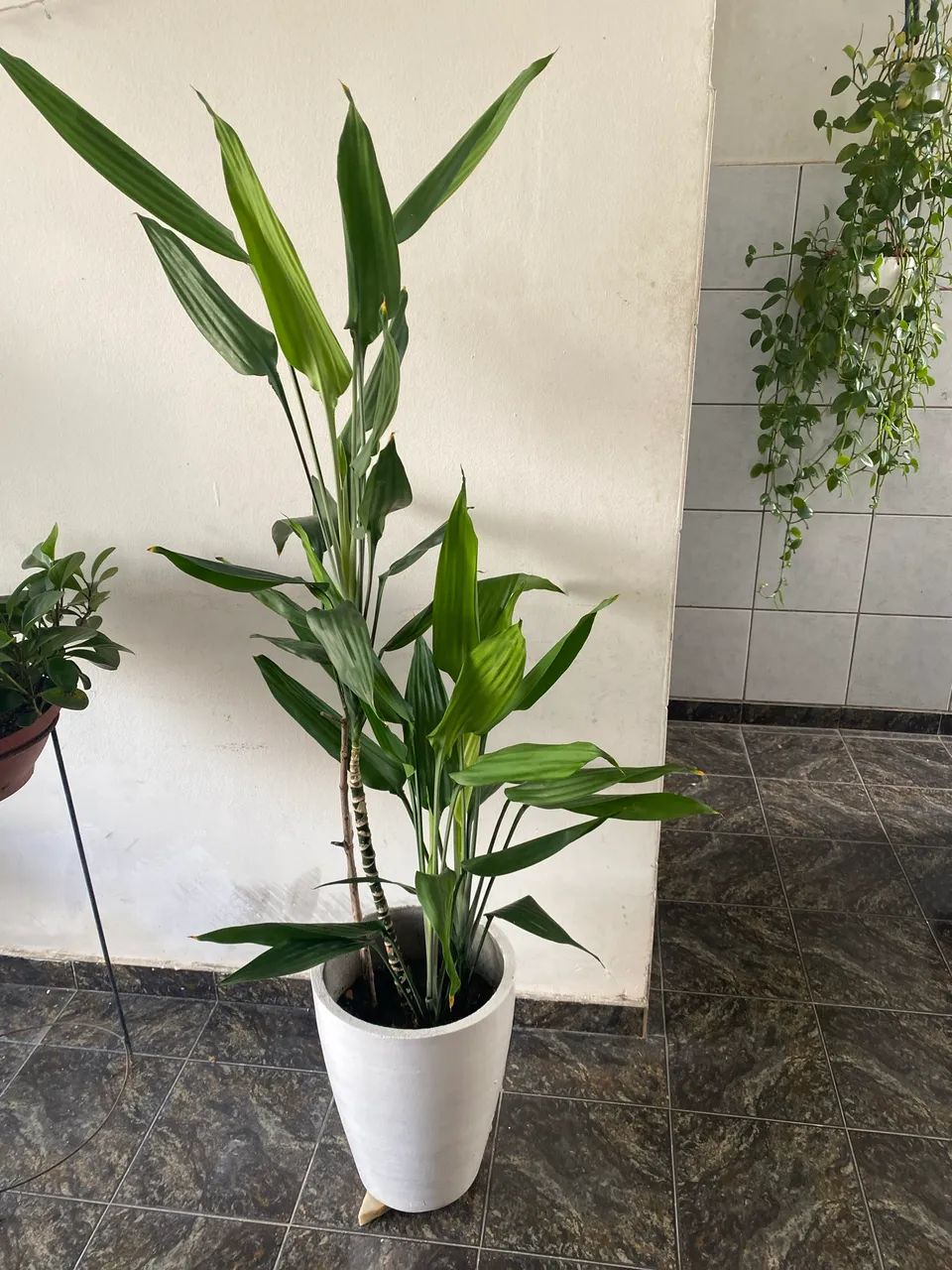 Planta Bambu da Sorte