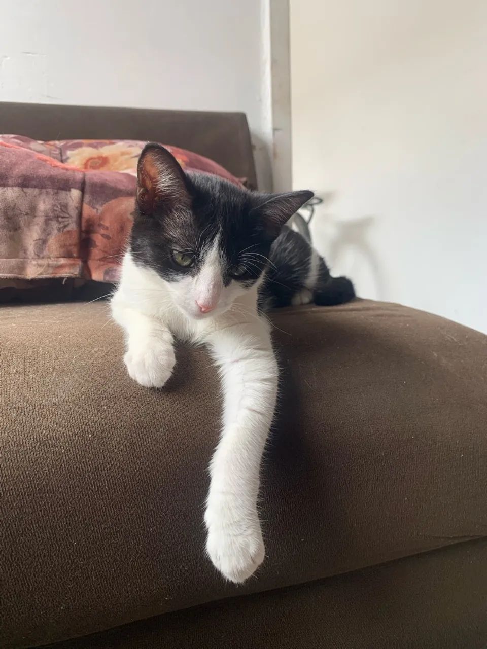 Gato macho  - Foto 4