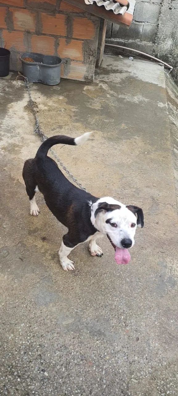 Cachorro para doação  - Foto 3