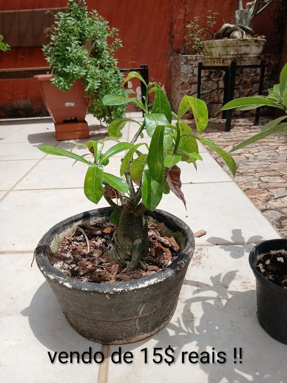 Plantas do deserto 