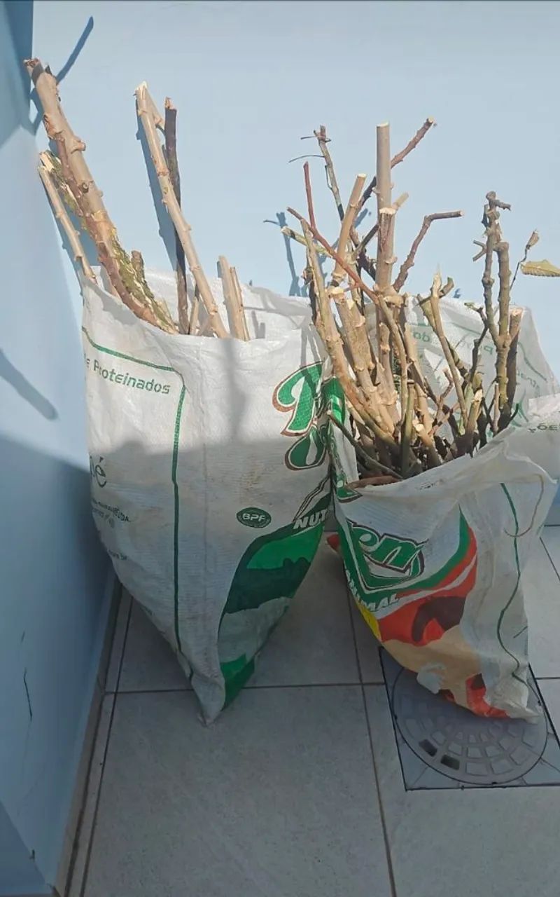 Poleiro Natural para aves  - Foto 2