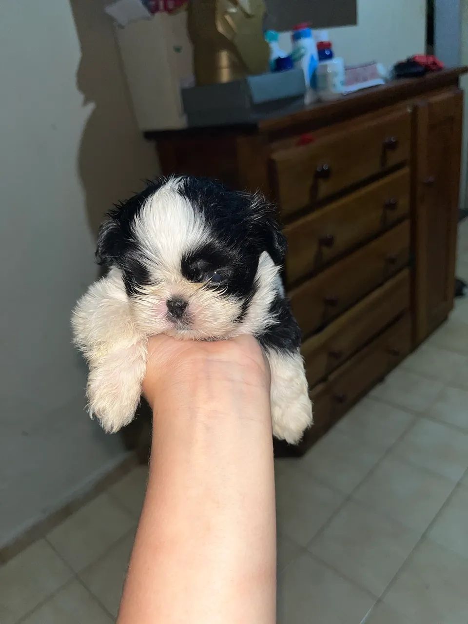 Shih Tzu Macho - Foto 4
