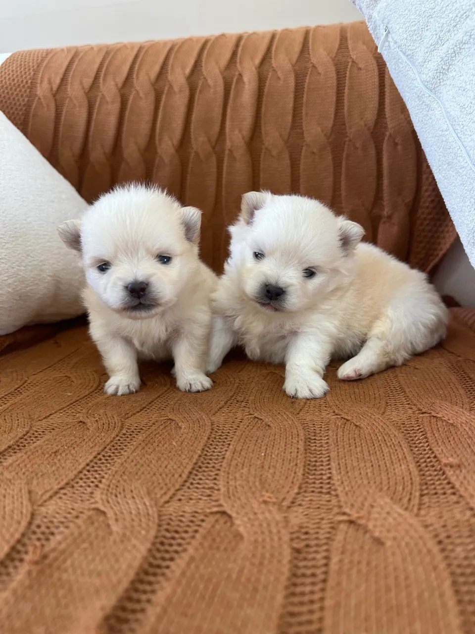 Spitz Machos com Pedigree  - Foto 3