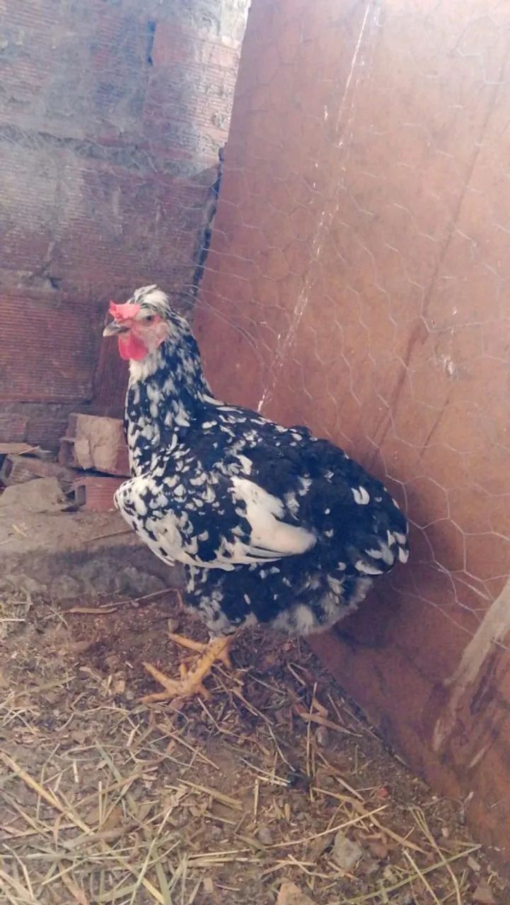 Vendo galinha GSB balão  - Foto 3