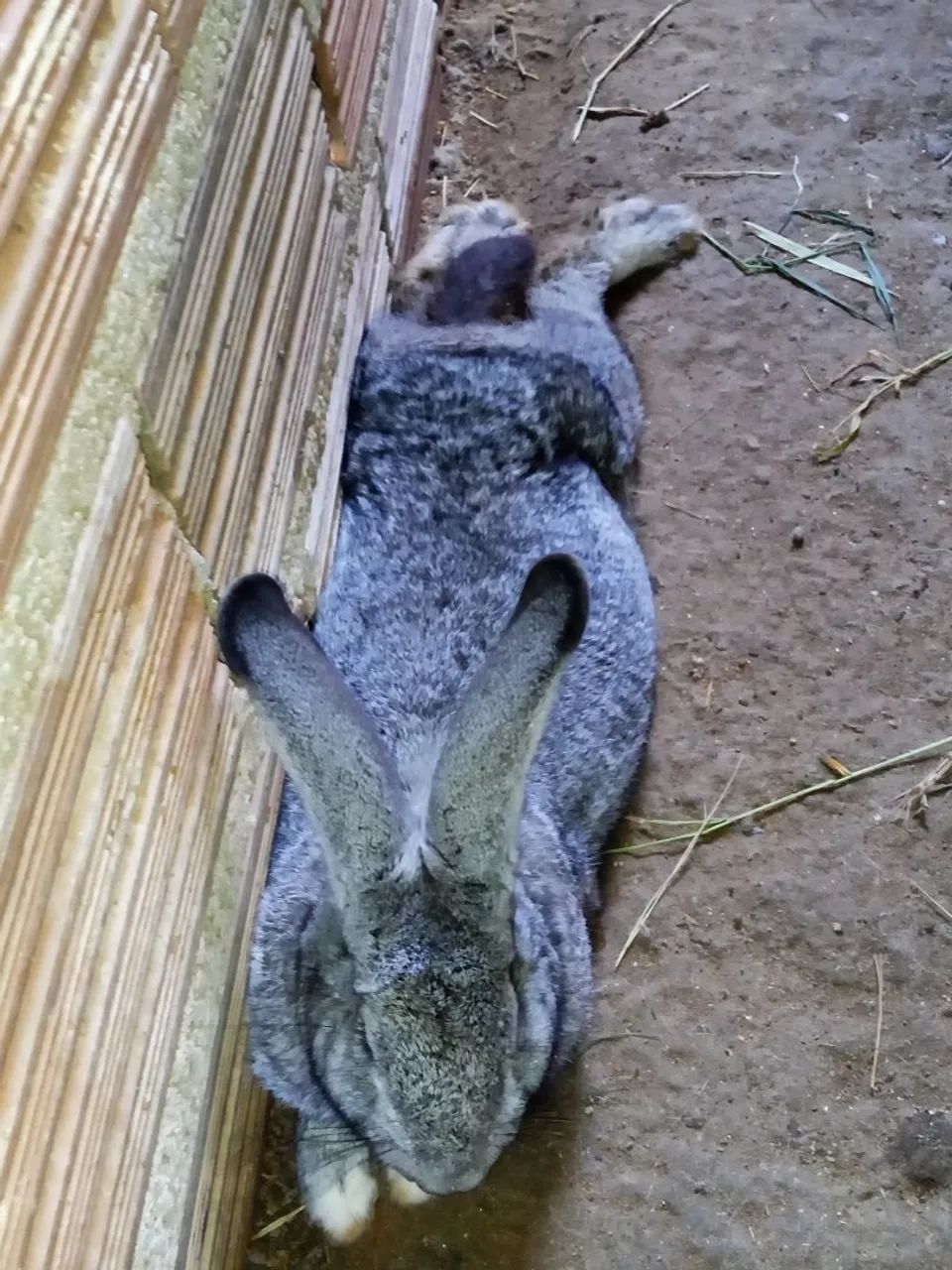 Filhotes de coelho gigante de flander muito bom para carne para pet - Foto 6