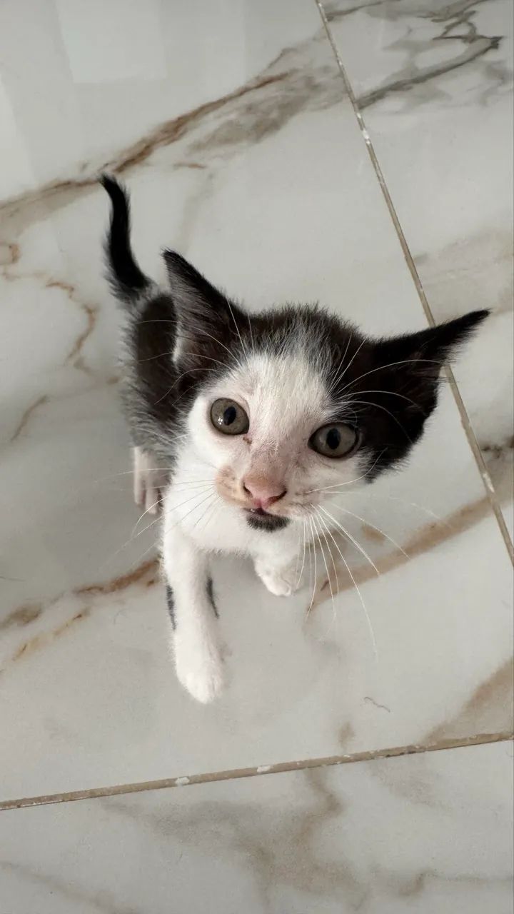 Gatinhos para doação - Foto 2