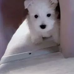 West Terrier Macho Branco Disponível