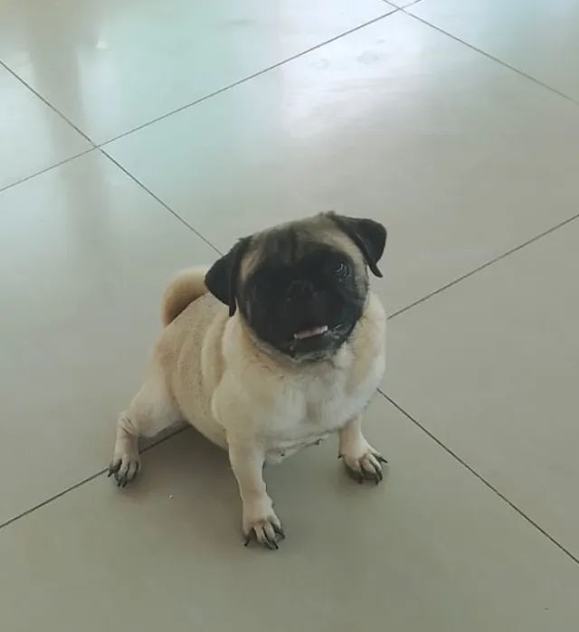 Cachorro