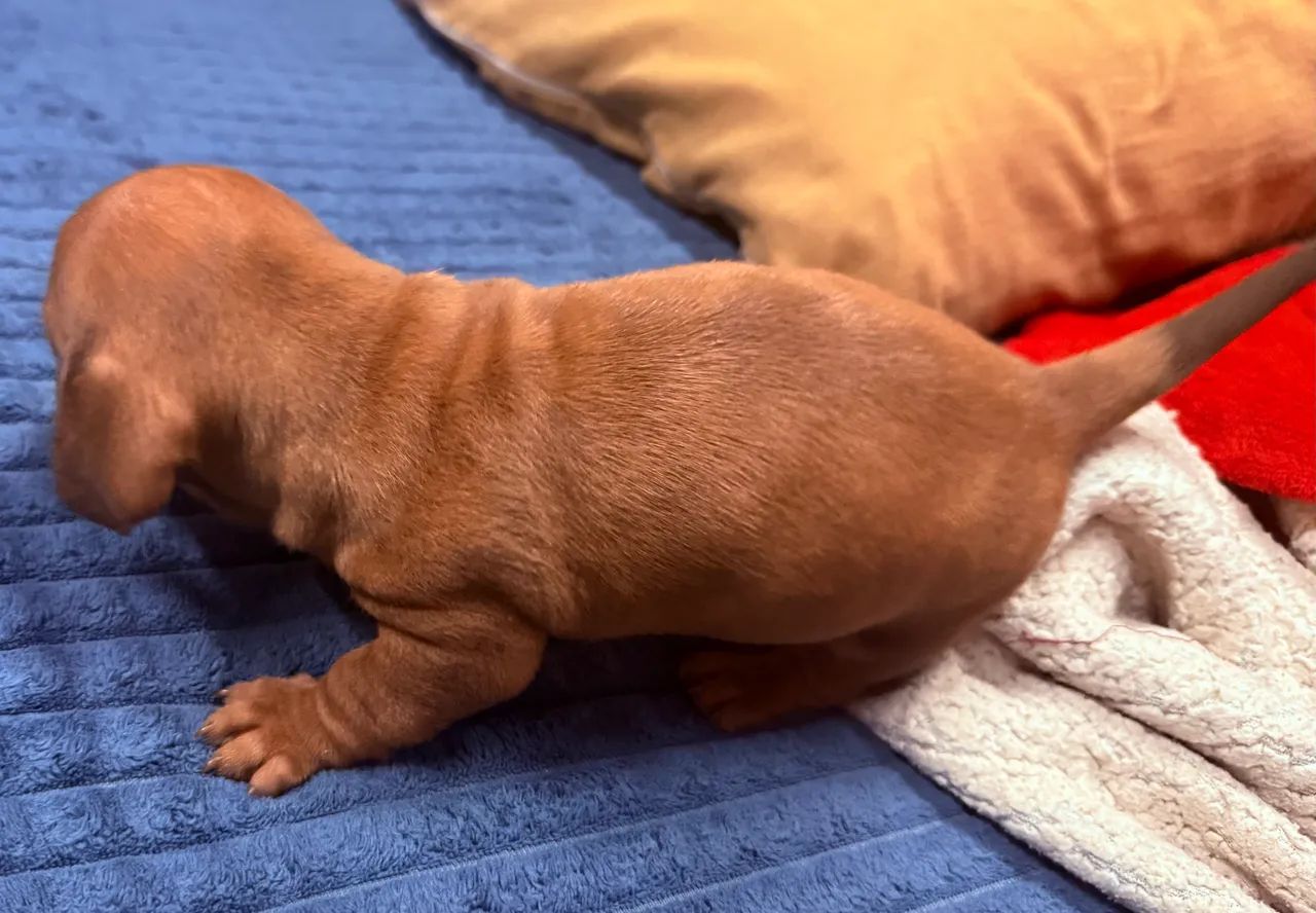 Vendo cachorro macho raça Dachshund  - Foto 2
