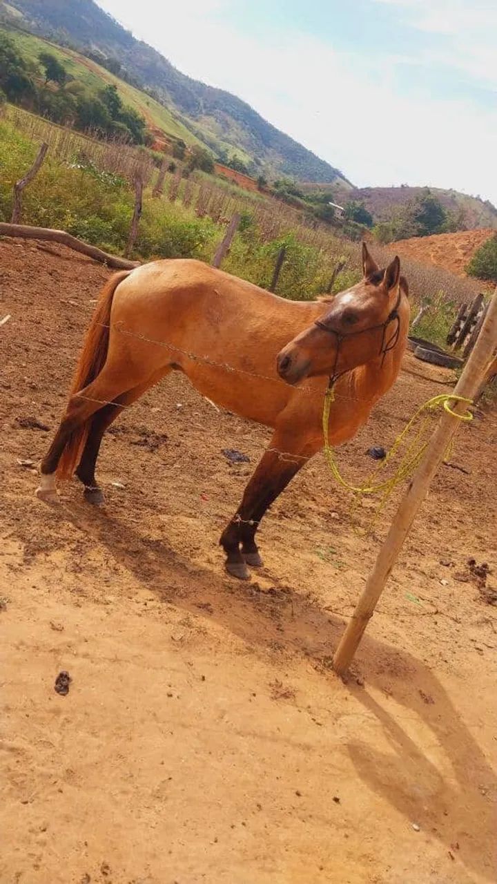 Cavalo 