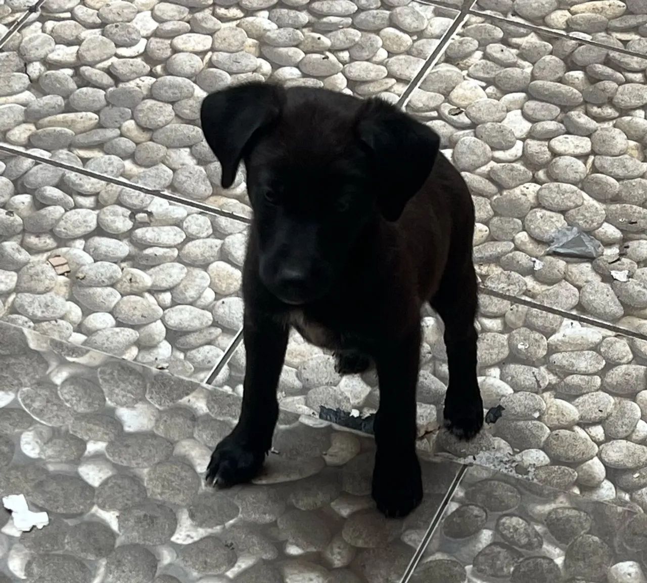Adoção consciente  - Foto 3
