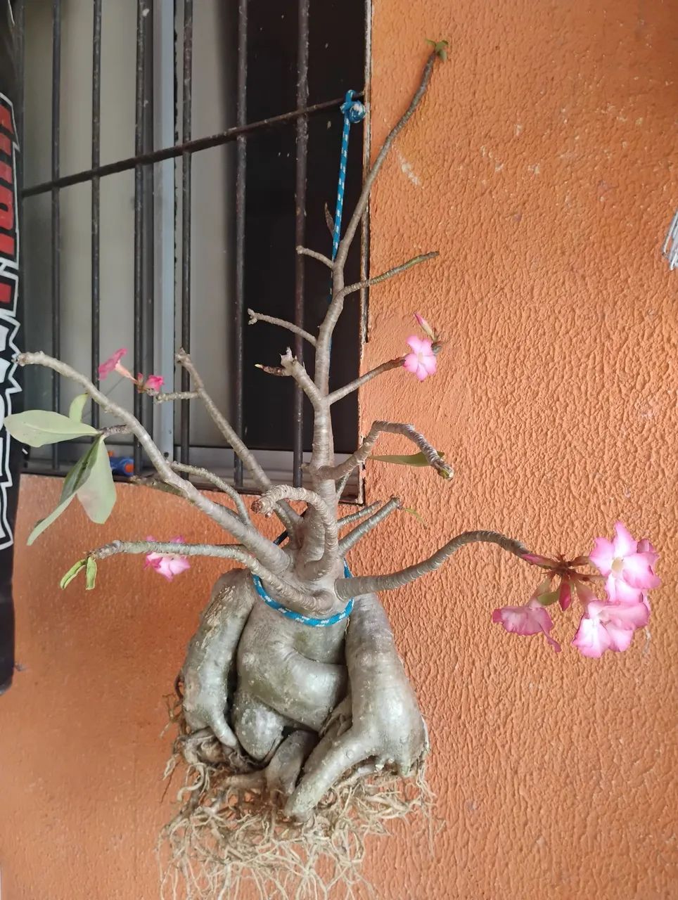 Rosa do deserto Araticum  - Foto 3