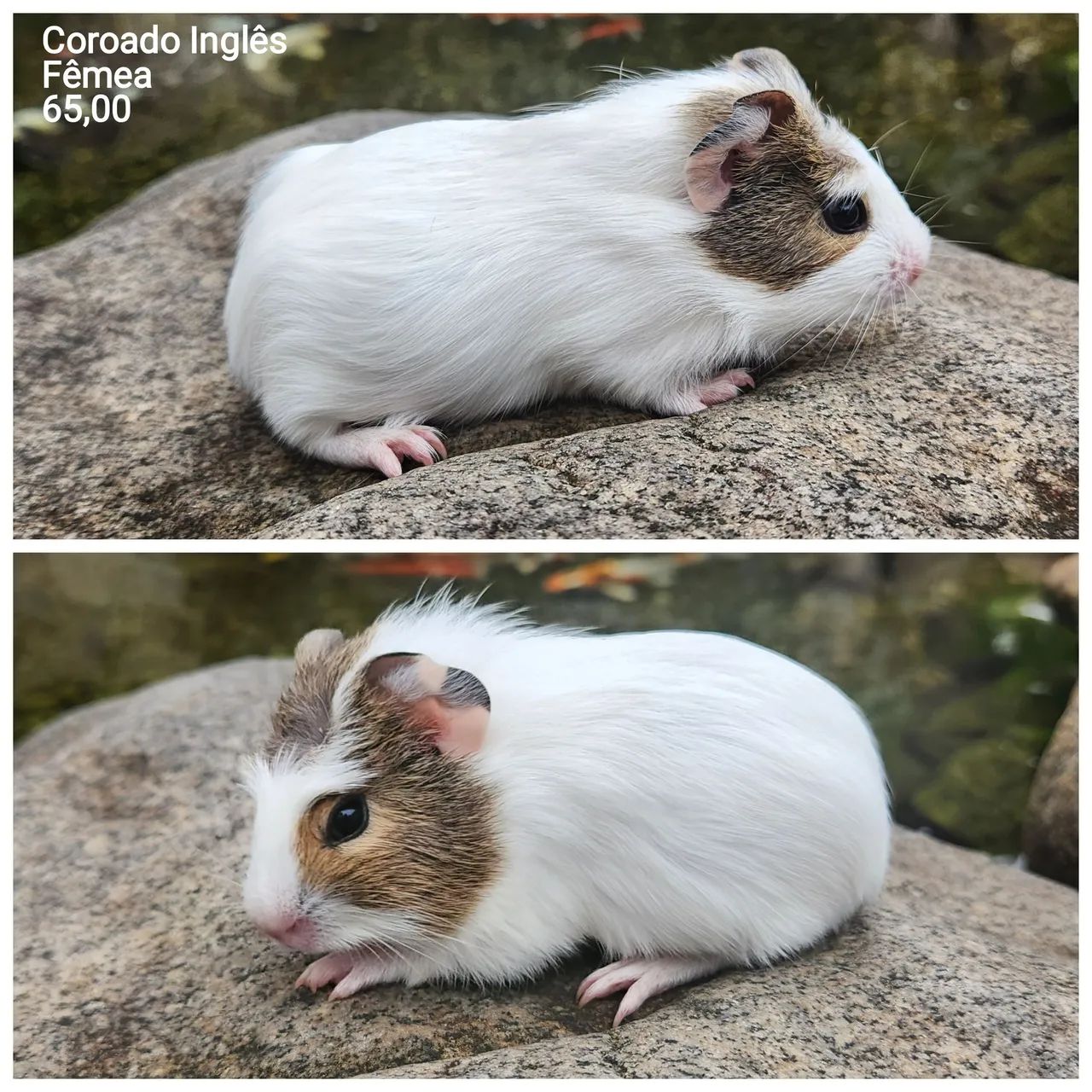 Porquinho da índia  - Foto 6