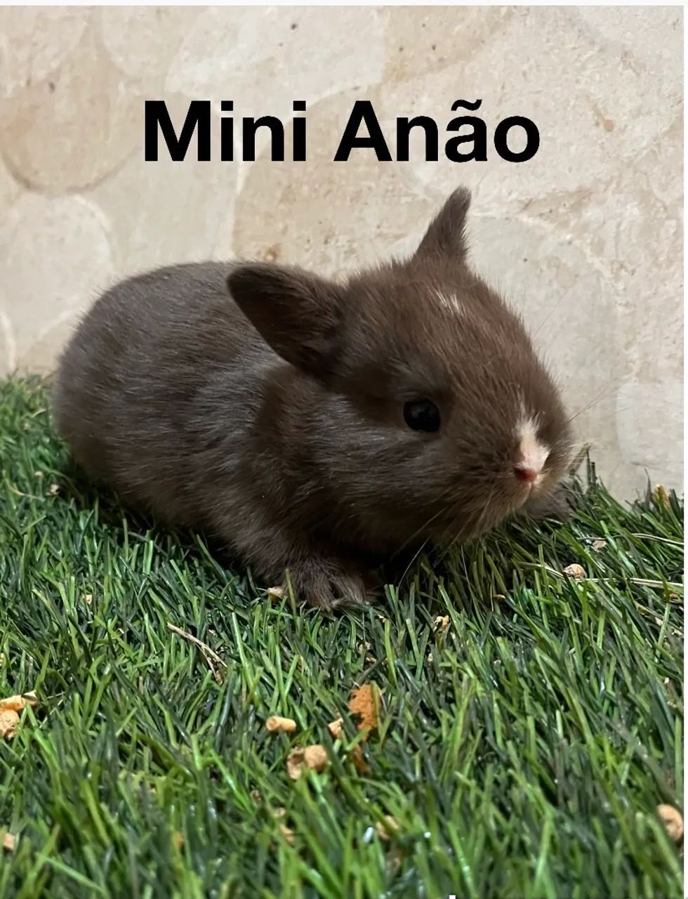 Mini Netherland Dwarf - Foto 4