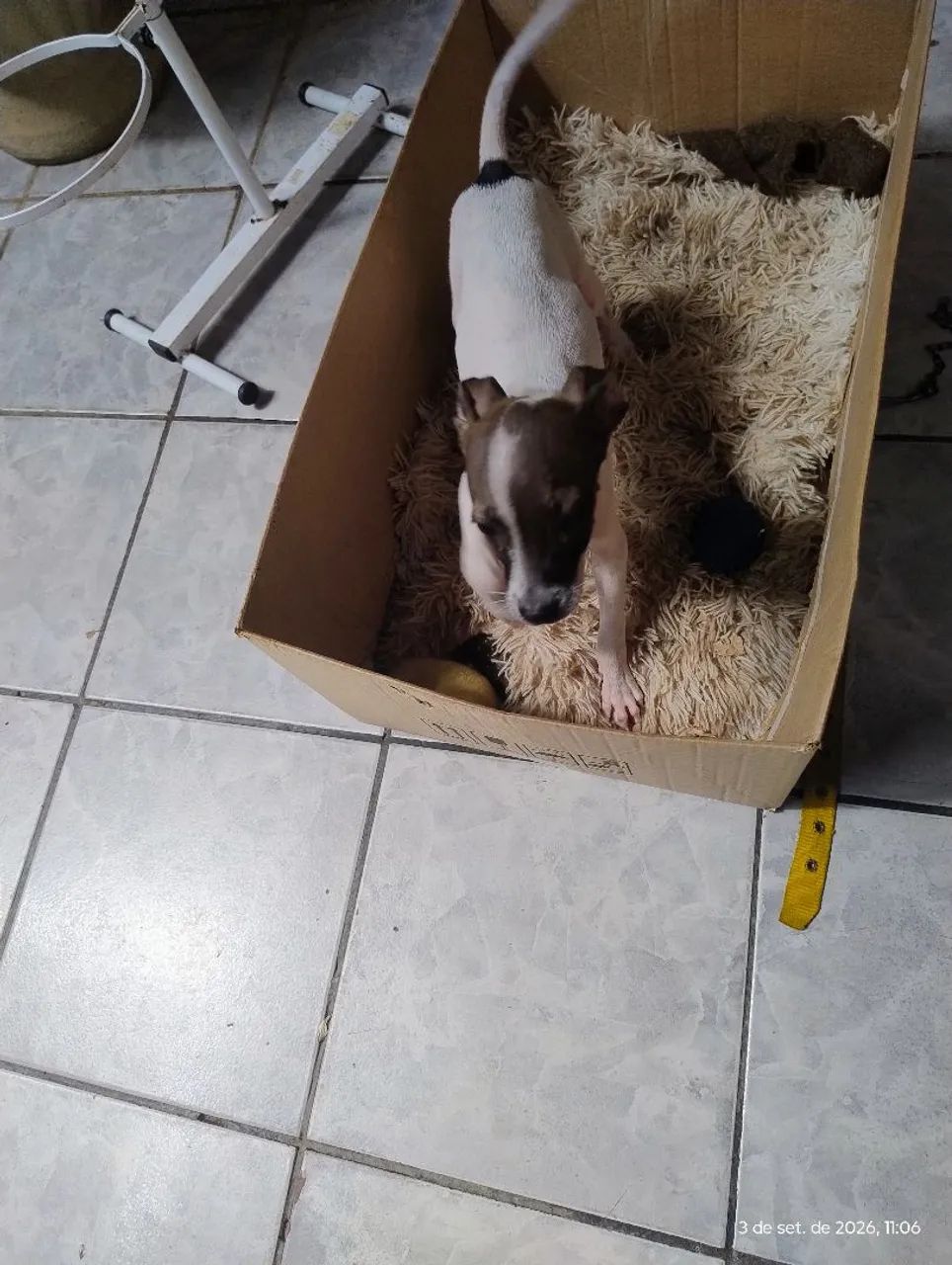 Doação de cachorro  - Foto 3